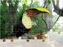 Tukan żółtogardły - puzzle